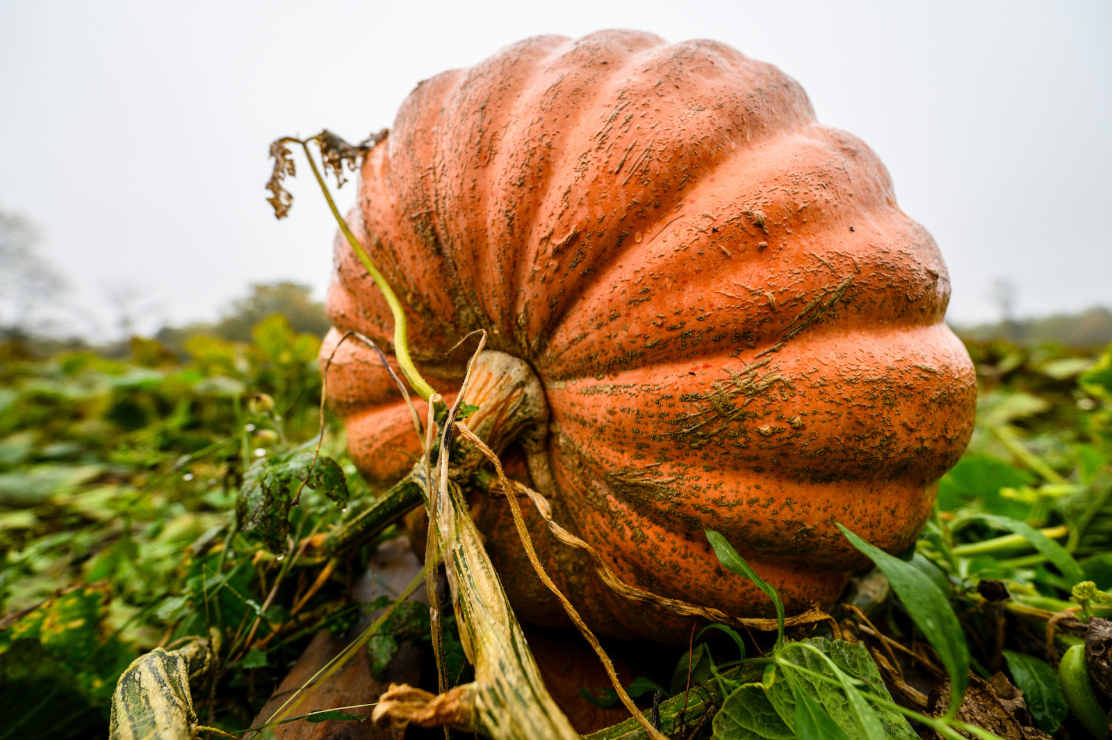 Autumn Flavors Story